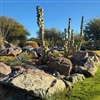 The Bandana putting course by Forrest Richardson plays around a rock garden that features cacti (Photo: Forrest Richardson)