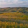 Coore & Crenshaw’s layout at Sand Hills is generally recognised as the best course built since the end of the Golden Age (Photo: Larry Lambrecht)